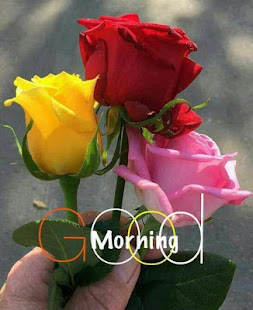 Good morning Flower Wallpapers Colorful Roses 4K(圖4)-速報App