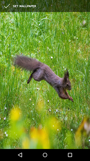 Squirrel Wallpapers Screen 2