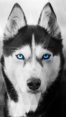 Siberian Husky Wallpapers Androidアプリ Applion