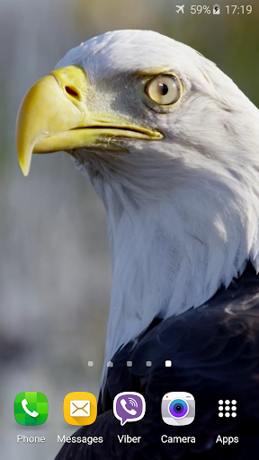 Android application Eagle 3D Video Live Wallpaper screenshort