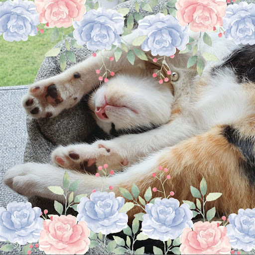 Flower Photo Frame Screen 3