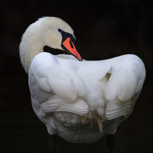 Swan Sounds logo
