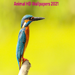 Cover Image of ダウンロード Animal HD Wallpapers 2021 6.0 APK