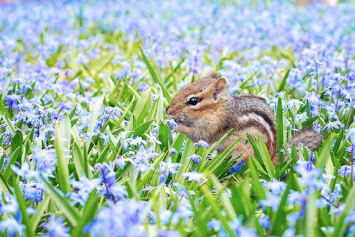 Chipmunk wallpapers