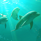 dolphin wallpaper icon