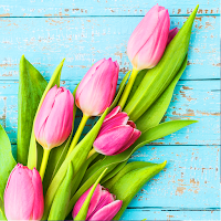 Pink Tulips Flower Wallpaper