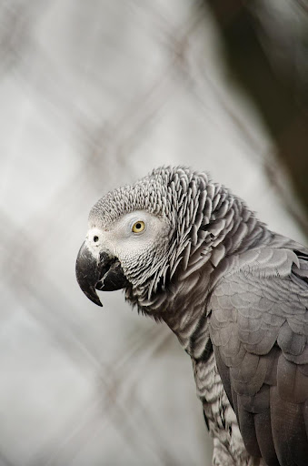 African Grey Parrot Sounds 1.0.45 screenshots 1