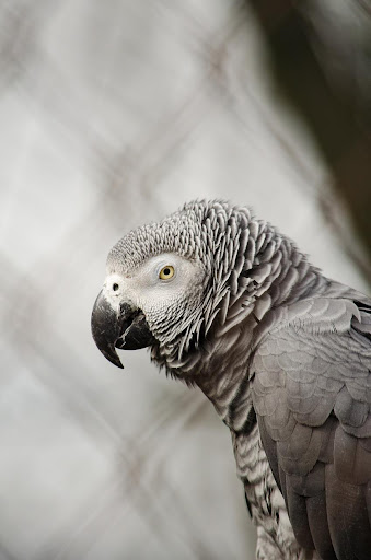 Android application African Grey Parrot Sounds screenshort