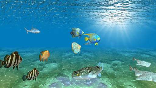 Download Ocean Fish Under Water Live Wallpaper Free for Android - Ocean Fish  Under Water Live Wallpaper APK Download 