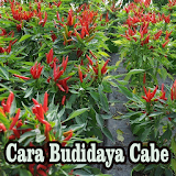 Cara Budidaya Cabe icon