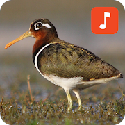 Greater painted-snipe bird sounds