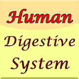 Human Digestive System Guide icon