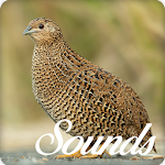 Cover Image of डाउनलोड Quail Bird Sounds and Ringtone Audio 4.0.0 APK
