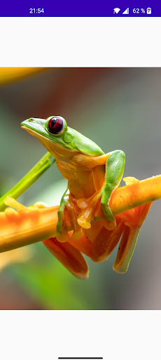 Frogs in the Wild Screen 2