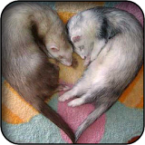 Ferret Wallpapers icon