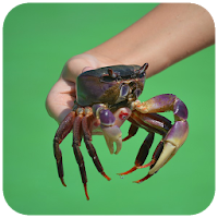 Crab Wallpaper HD