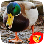 Cover Image of Tải xuống Duck Sounds  APK