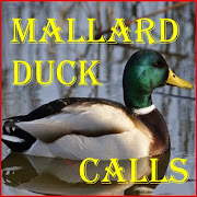 Mallard Duck Calls