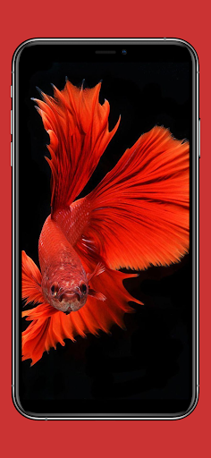 Aquarium Betta Fish Wallpaper Screen 2