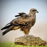 Stunning Eagles icon