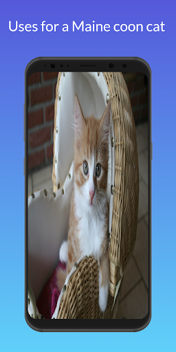 Maine coon Cat - Guide