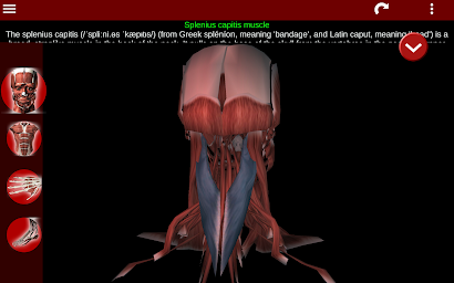 Muscular System 3D (anatomy)