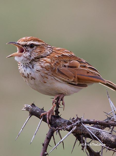 Android application Lark bird sounds screenshort