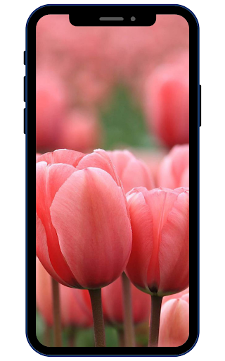 Android application Tulips Wallpapers screenshort