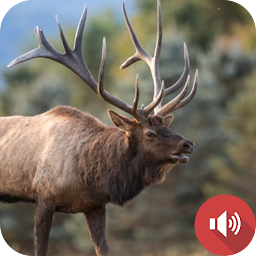 Elk Sounds: Download & Review