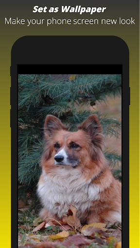 Android application Dog Wallpaper HD screenshort