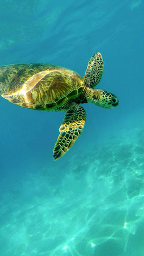 🐢 Sea Turtle Lock Screen Live
