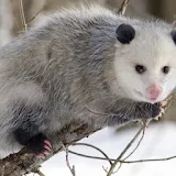 Cute Possums Wallpaper Images icon