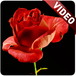 Icon image Blooming Roses Video Wallpaper