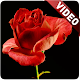 Download Blooming Roses Video Live Wallpaper For PC Windows and Mac 2.0