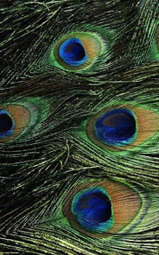 HD Peacock Feather Wallpaperのおすすめ画像4