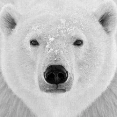 Polar bear Wallpapers - Izinhlelo zokusebenza ku-Google Play