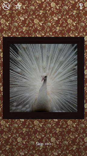 Birds Puzzles - 100 Pictures