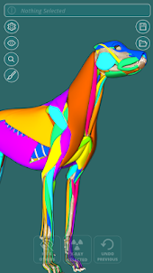 Visual Canine Anatomy 3D - learn anatomy