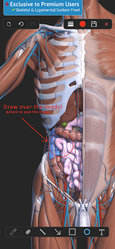 Screenshot of Visual Anatomy 3D - Human body