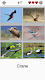 screenshot of Bird World - Famous Birds Quiz