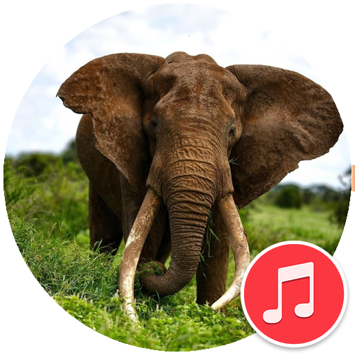 Elephant Sounds - Apps on Google Play