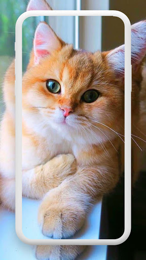 Cat wallpapers 4K  cute, funny