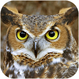 Owl Sounds icon