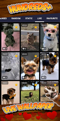 yorkie wallpaper Screen 3