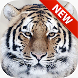 Tiger Wallpapers icon
