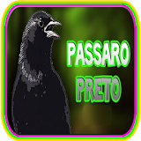 Novo Canto Pássaro Preto (Graúna) icon