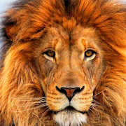 Imagenes de Leones