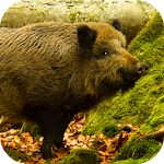 Cover Image of Download Wild Boar Sounds  APK