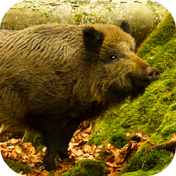 Icon image Wild Boar Sounds