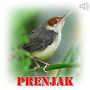 Prenjak Master Mp3